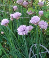 Chives Plant