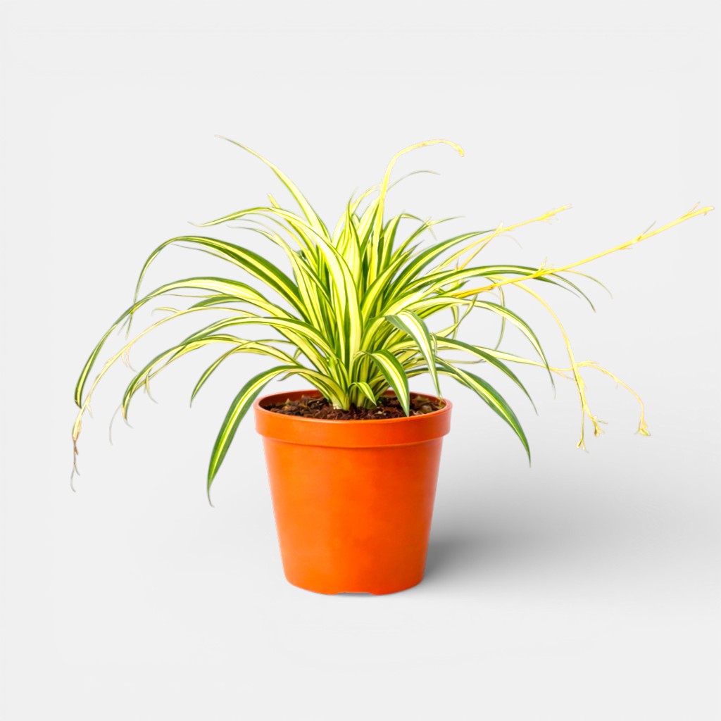 Spider Variegated Plant - Chlorophytum
