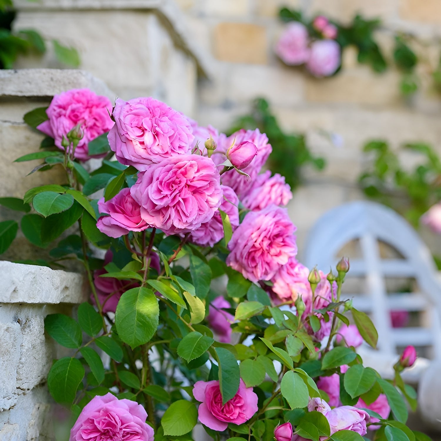 Climbing Rose Plant (Pink) in 6&