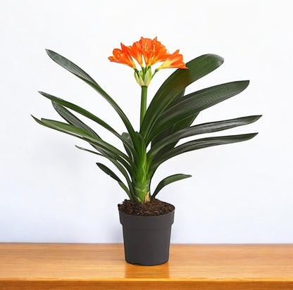 is clivia a succulent Buy Clivia Miniata Plant