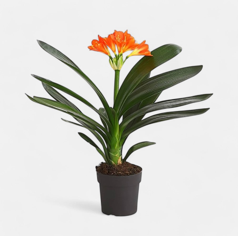 Clivia Miniata Plant - Clivia Lily, Bush lily