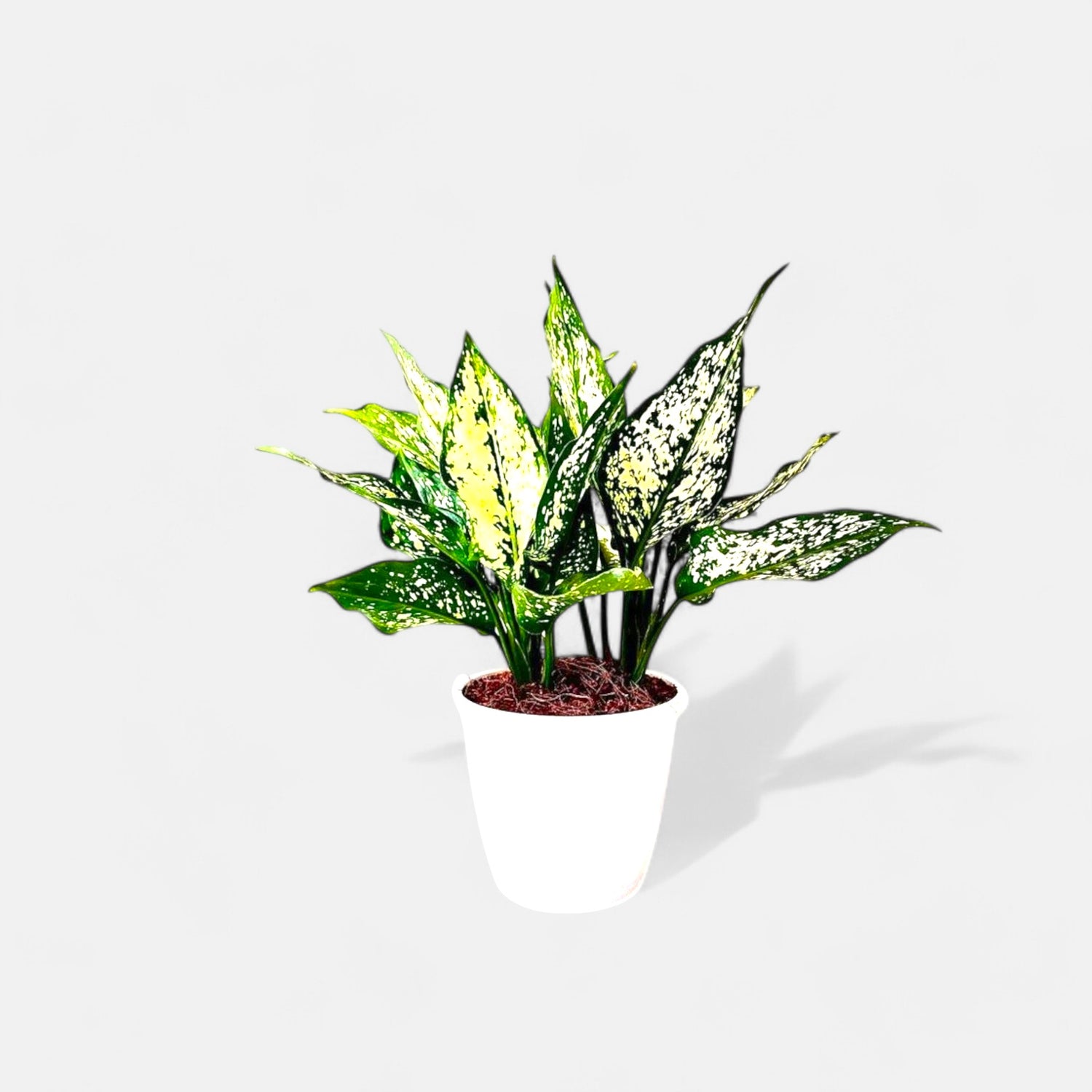 aglaonema snow white benefits Buy Aglaonema Snow White Plant online at best price