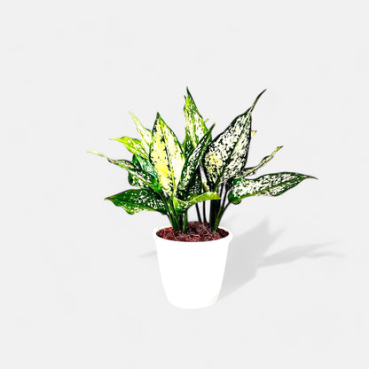 Aglaonema Snow White Plant