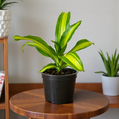 Dracaena Massangeana Giganta Plant - Cornstalk Dracaena Green, Dara singh