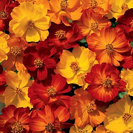 Cosmos Bright Light Mixed Seeds - omaxe seeds