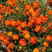 Omaxe Cosmos Bright Light Orange Seeds