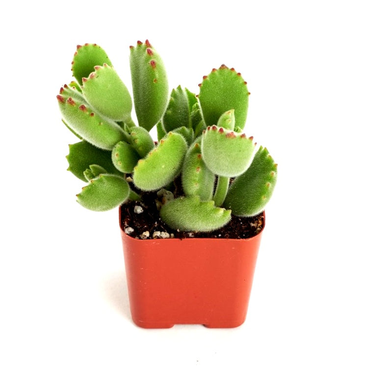 Cotyledon Tomentosa - Bear Paw Succulent Plant