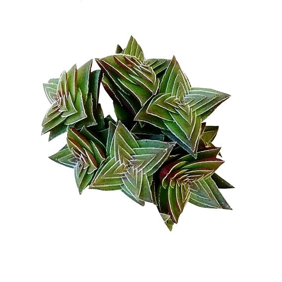 Crassula Capitella Thyrsiflora - Shark Tooth Plant