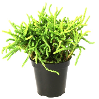 Crassula Princess Pine - Crassula Muscosa, Watch Chain Succulent