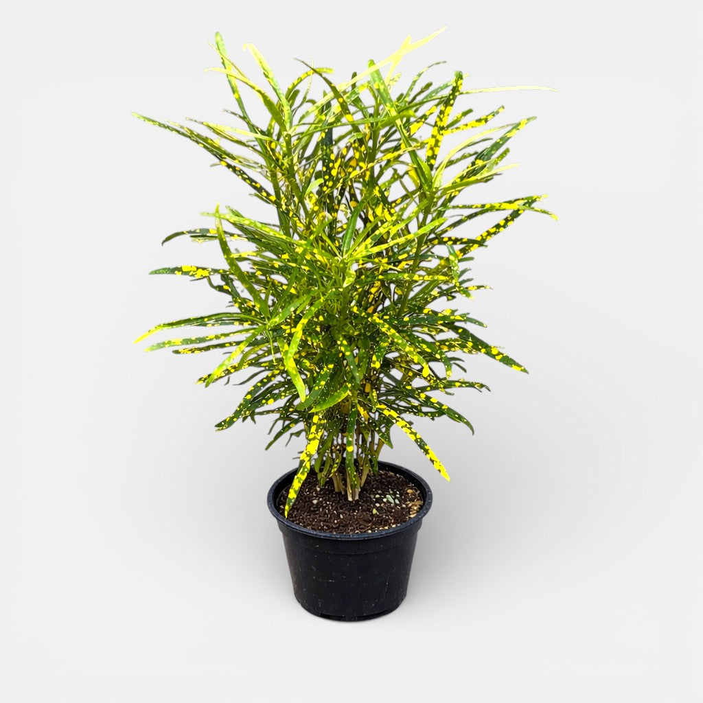Croton Lemon - Indoor &amp; Outdoor Plant