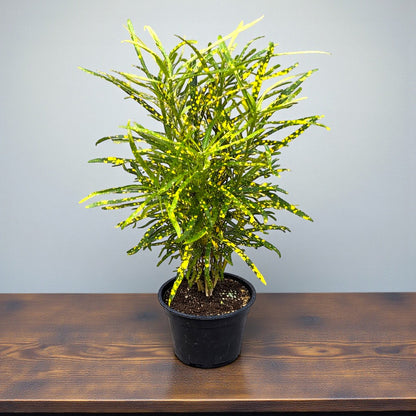 Croton Lemon - Indoor &amp; Outdoor Plant
