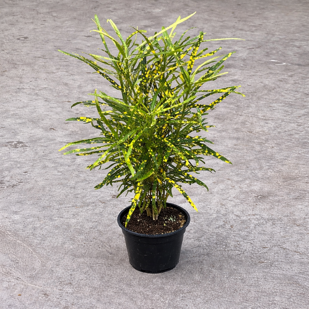 Croton Lemon - Indoor &amp; Outdoor Plant