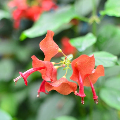 Holmskioldia Sanguinea - Cup &amp; Saucer Plant