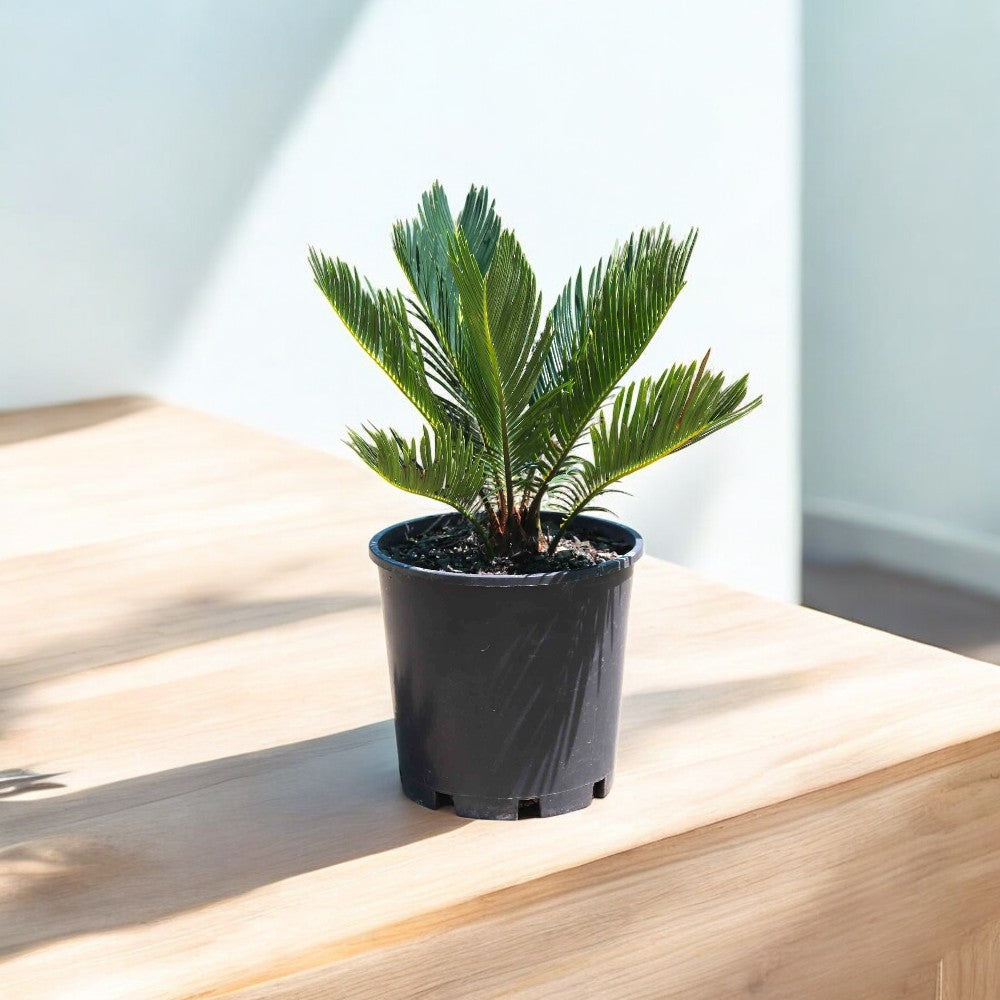 Cycas Revoluta Plant