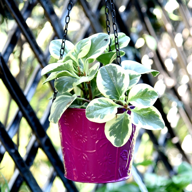 Balcony Hanging Metal Bucket Pink