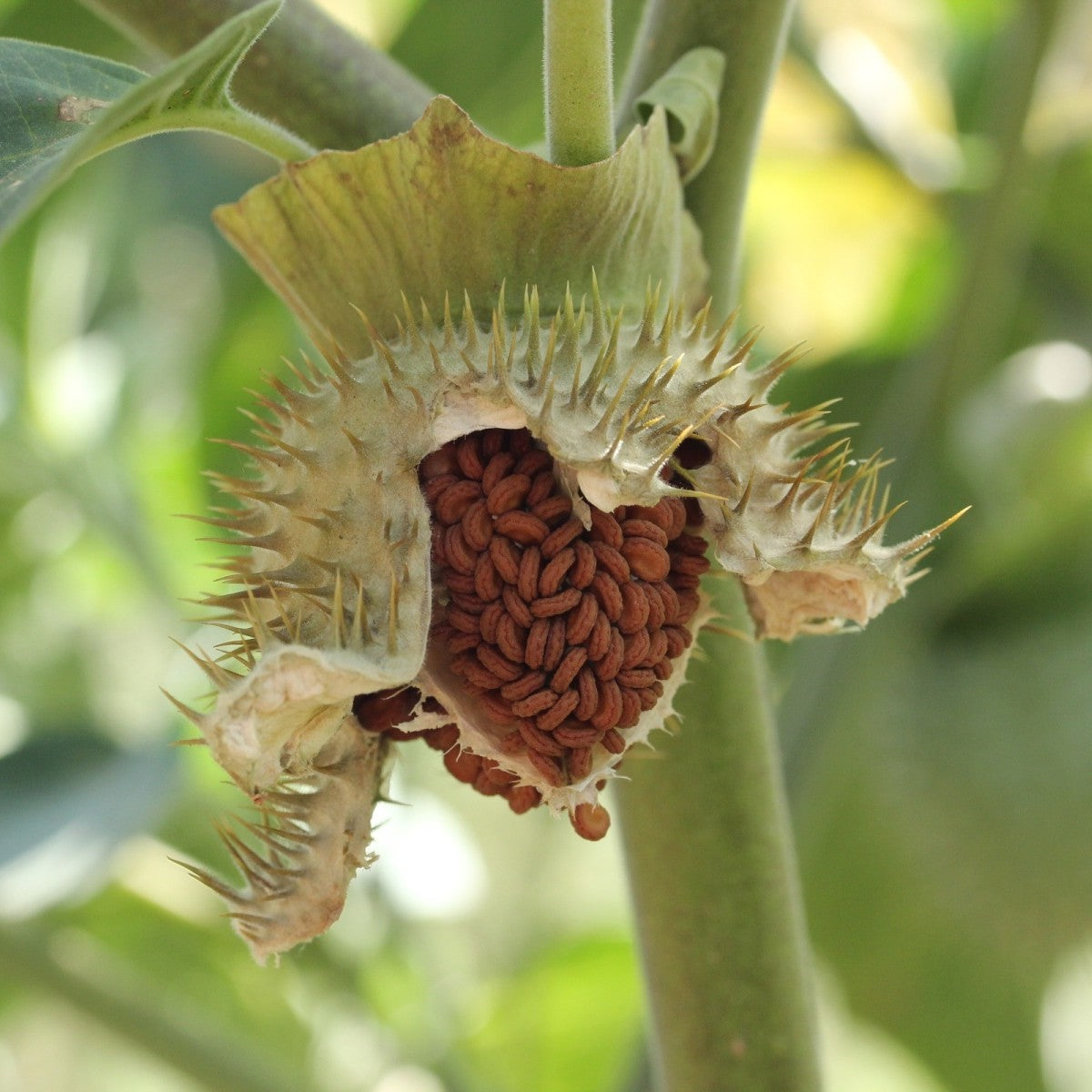 Datura Mix Seeds (5gm) - Sunrise