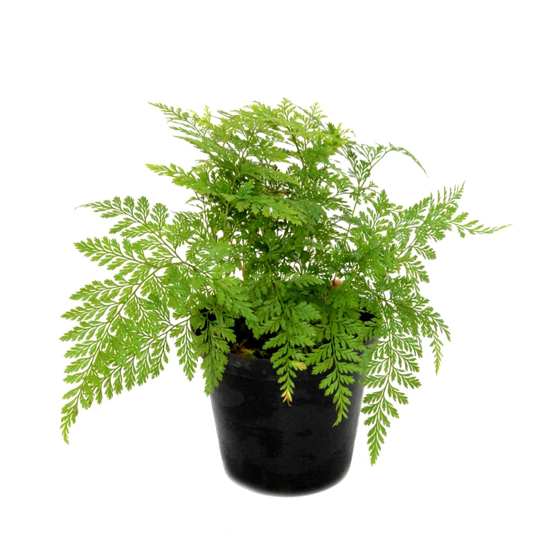 Davallia Bullata Fern Plant