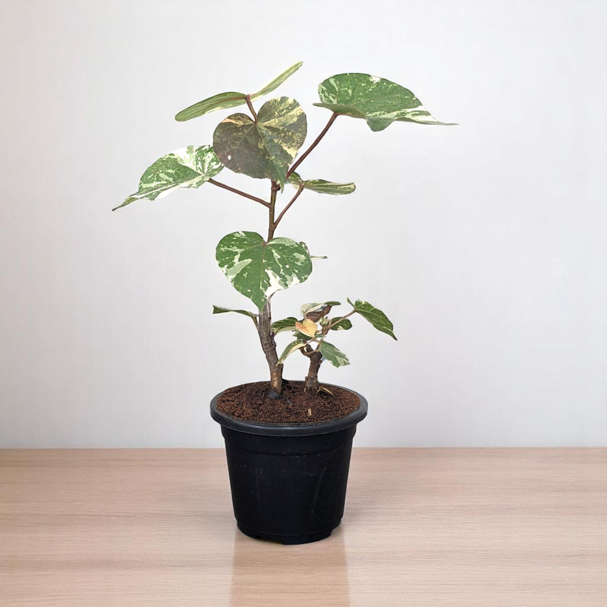 Dompya Tree Buy Pink Ball Tree - Dombeya wallichii online at best price