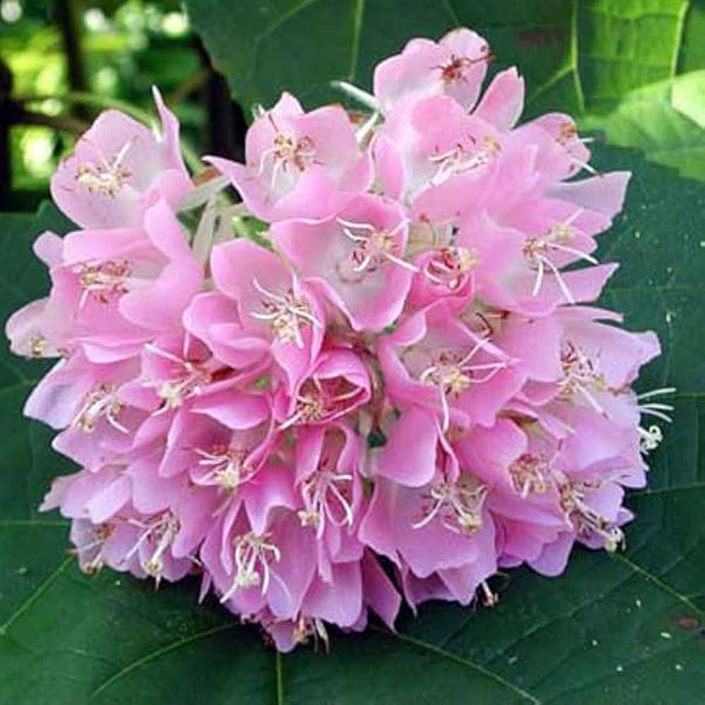Pink Ball Tree - Dombeya wallichii