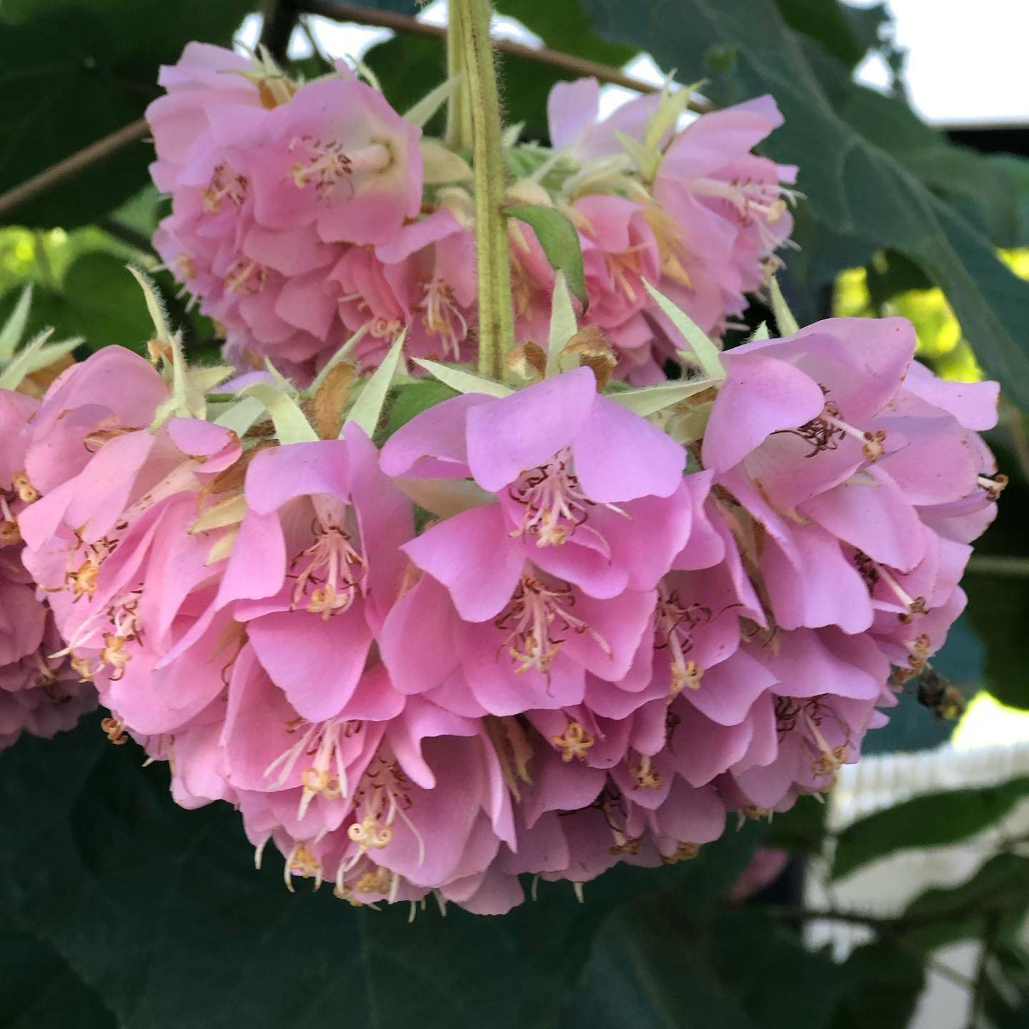 Pink Ball Tree - Dombeya wallichii