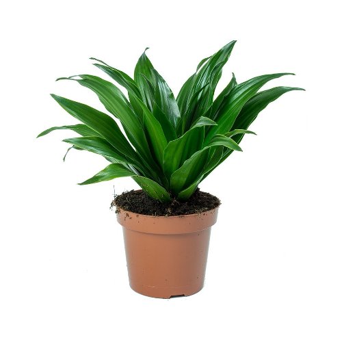 Dracaena Fragrans Compacta Plant