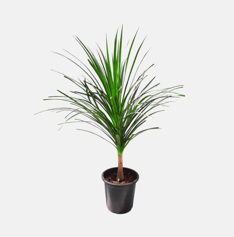 Dracaena Draco Plant
