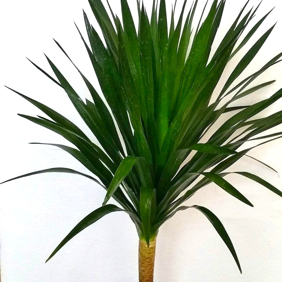 Dracaena Draco Plant