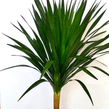 Dracaena Draco Plant