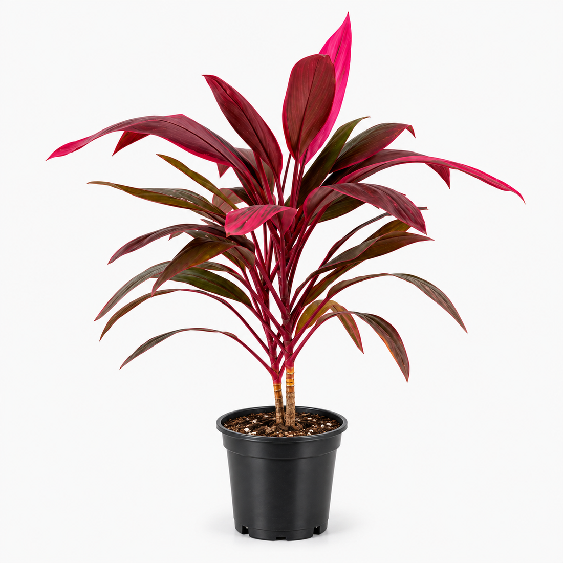 Dracaena Mahatma Plant - Cordyline Terminalis