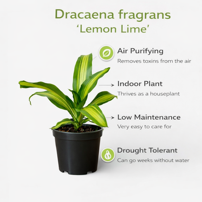 Dracaena Massangeana Giganta Plant - Cornstalk Dracaena Green, Dara singh