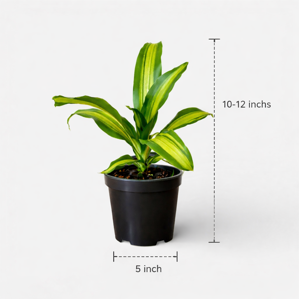 Dracaena Massangeana Giganta Plant - Cornstalk Dracaena Green, Dara singh