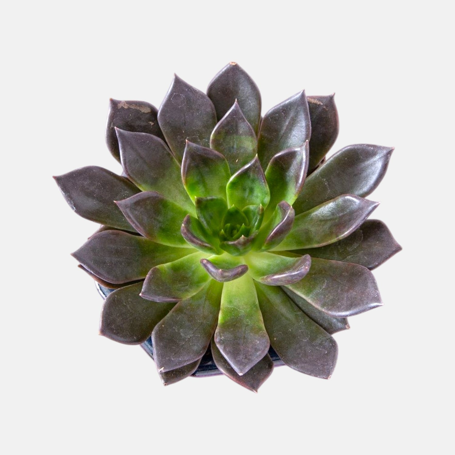 black and green succulent Buy Echeveria Black Prince Succulent online at best price
