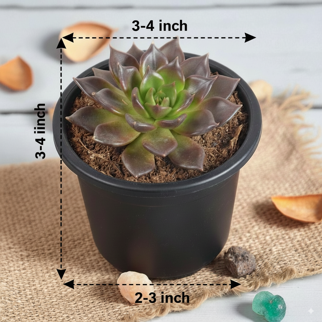Echeveria Black Prince | Exotic Succulent