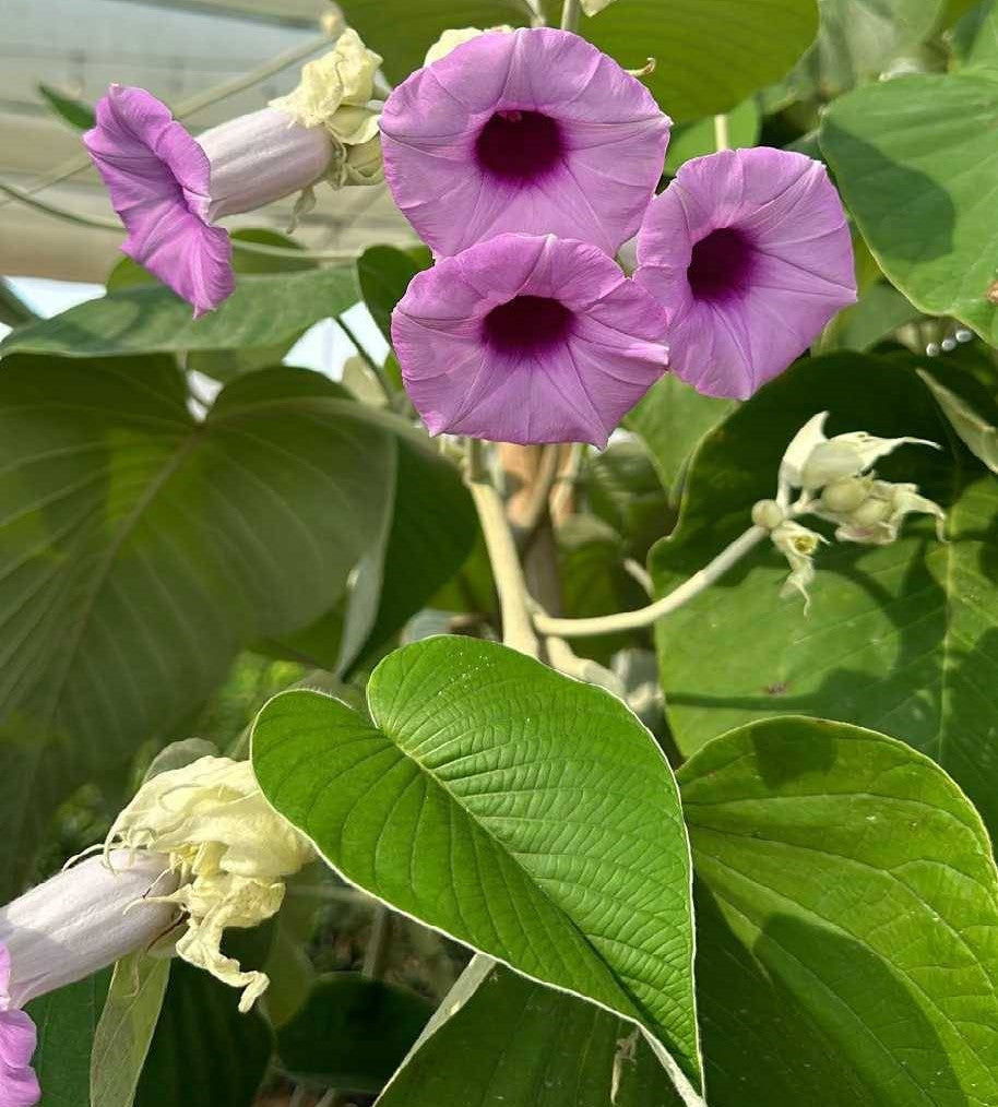 Samudra Vel Plant - Elephant Creeper, Vidhara, Gugguli, Samudrasoka