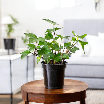 English Ivy Green Plant - Hedera Helix