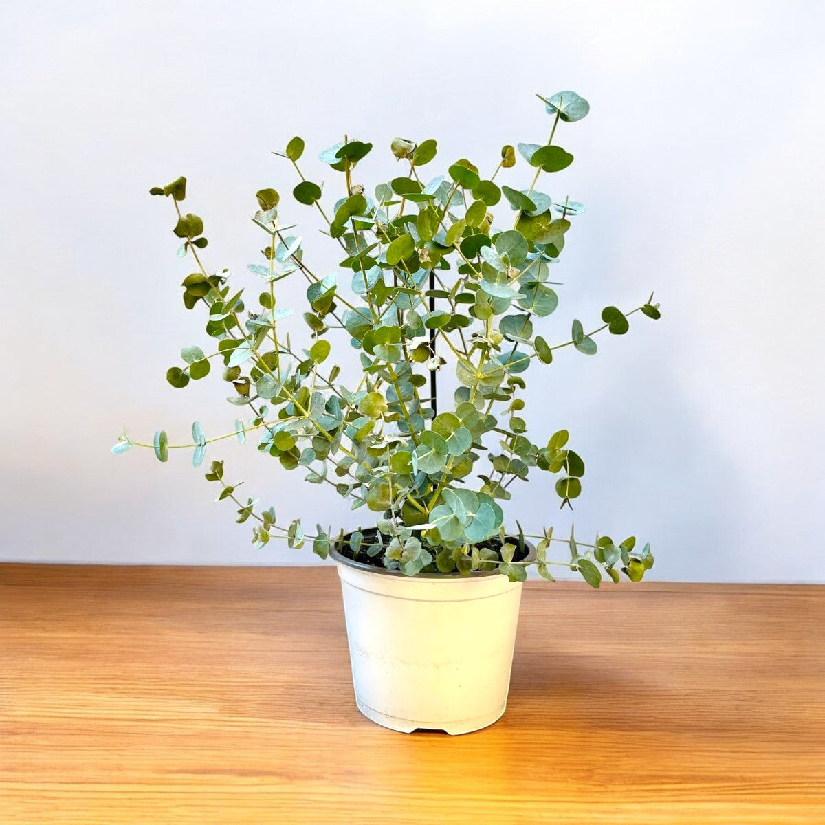 Eucalyptus Cinerea - Silver Dollar Tree