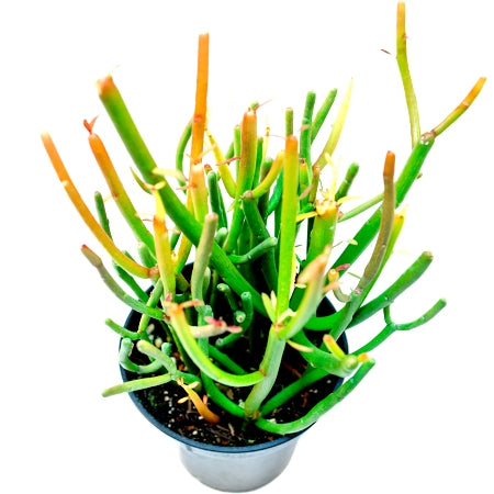 Euphorbia Tirucalli Plant - Pencil Tree, Firestick