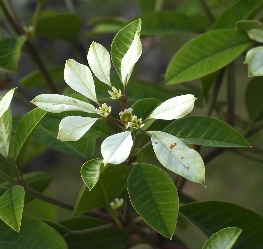 Euphorbia Leucocephala - Snow Flake Plant