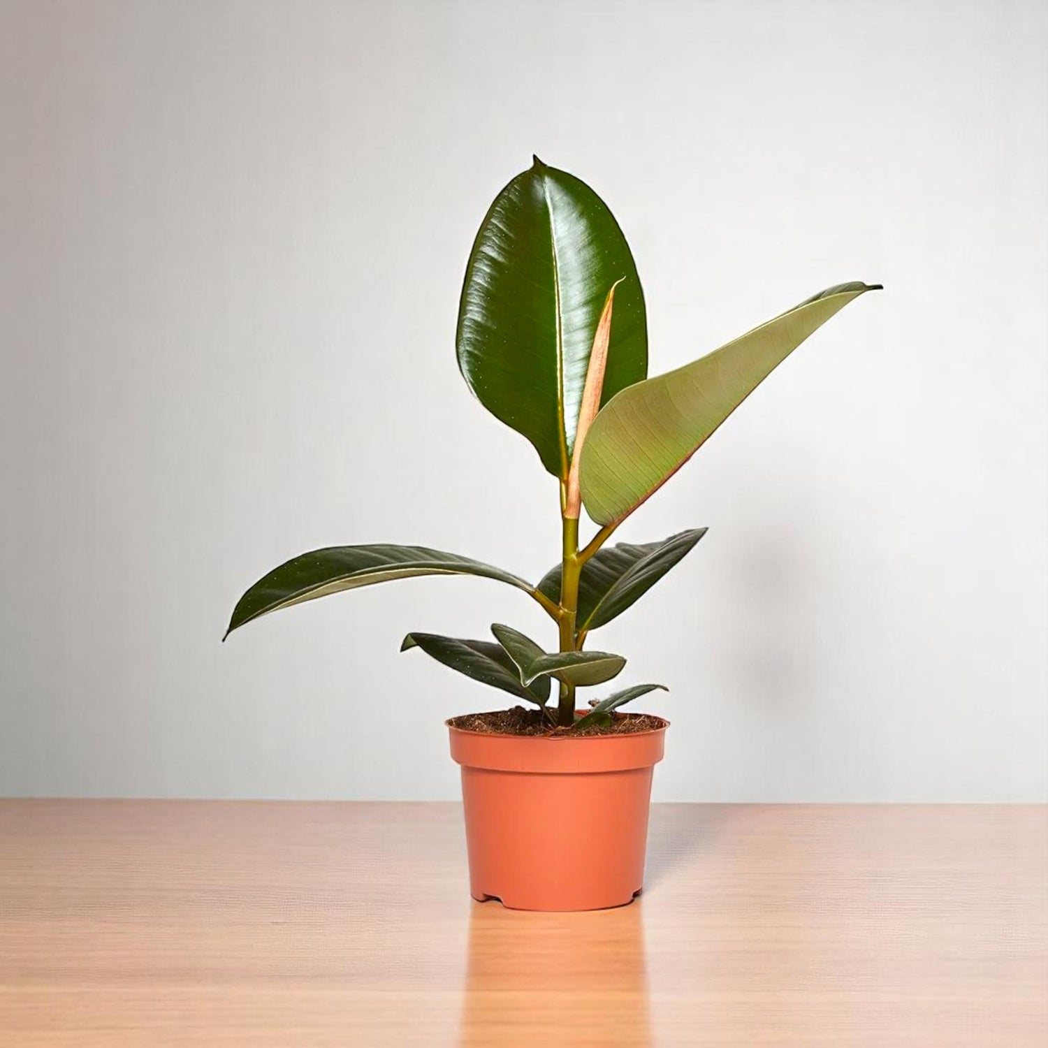 Ficus Elastica - Rubber Plant