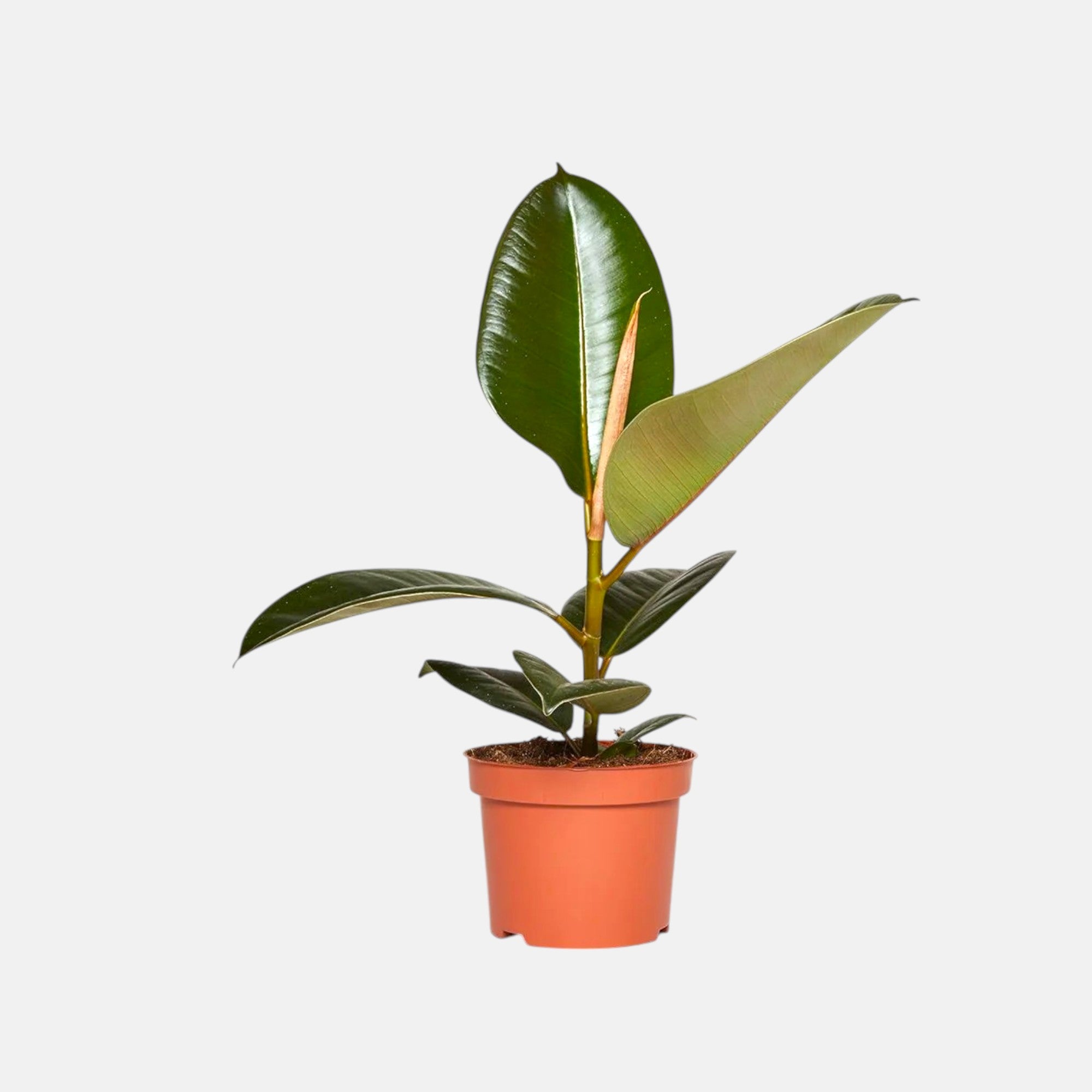 Ficus Elastica - Rubber Plant