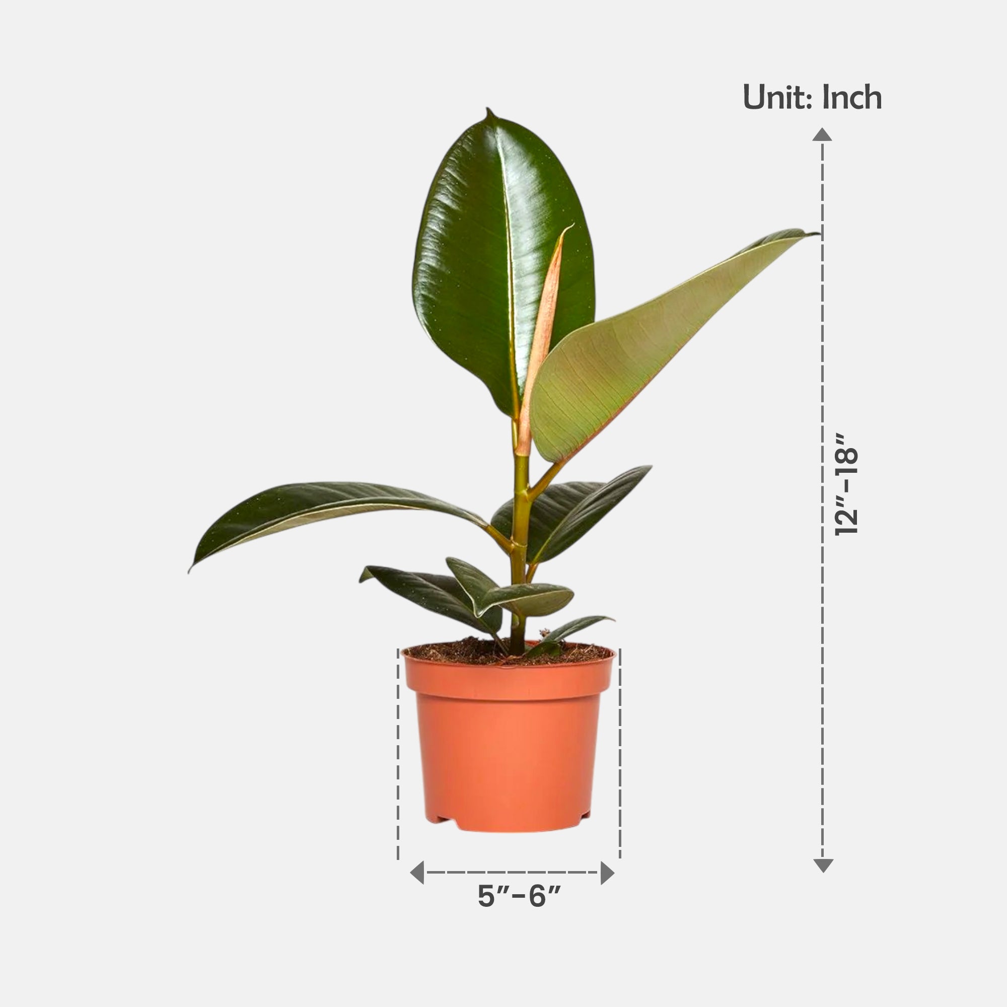 Ficus Elastica - Rubber Plant