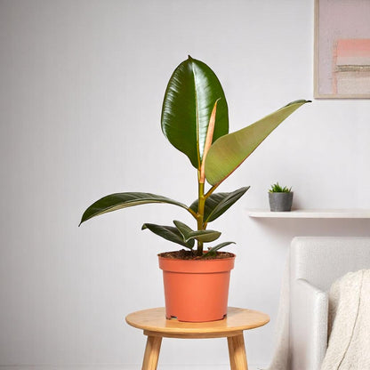 Ficus Elastica - Rubber Plant