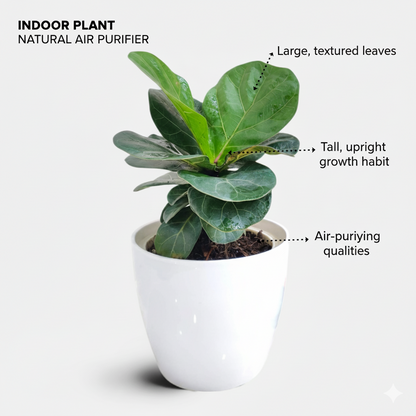 Ficus Lyrata Plant - Fiddle Leaf