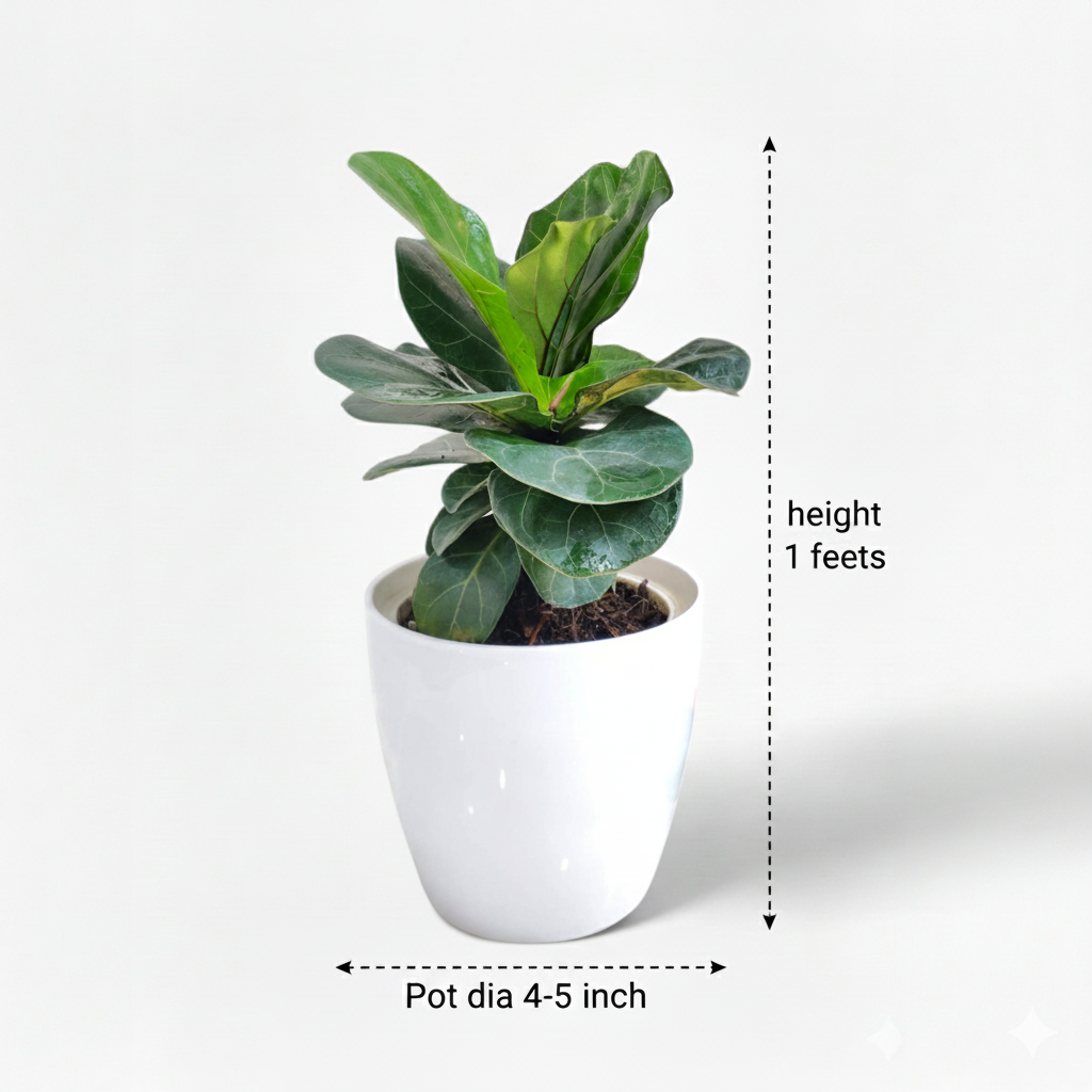 Ficus Lyrata Plant - Fiddle Leaf in white pot