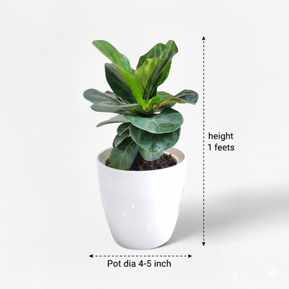 Ficus Lyrata Plant - Fiddle Leaf in white pot