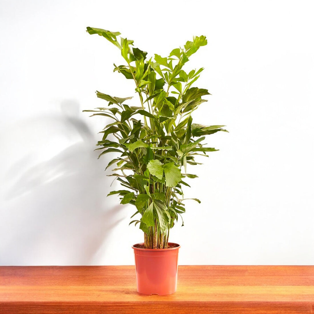 Fishtail Palm Plant