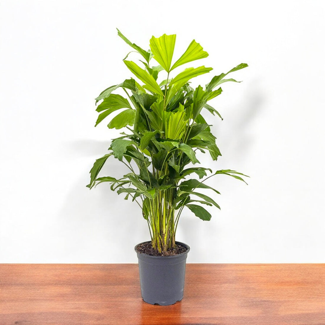 Fishtail Palm Plant