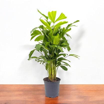 Fishtail Palm Plant