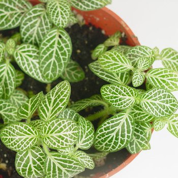 Fittonia Silver Nerve Plant