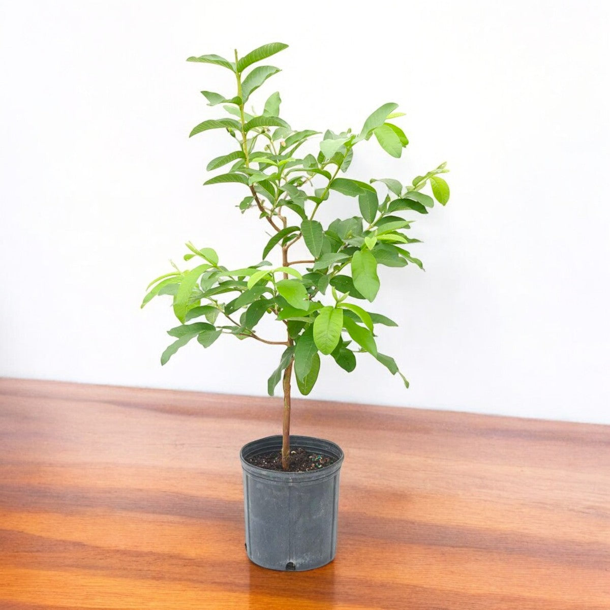 guava plant in pot Buy guava L-49 (grafted) plant online at best price